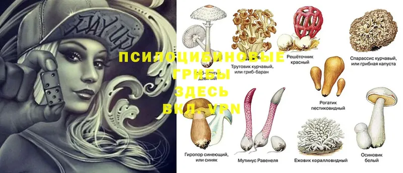 продажа наркотиков  гидра ссылка  Псилоцибиновые грибы Psilocybine cubensis  Вилючинск 